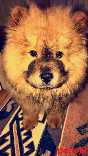 Chow Chow (çin Aslanı), Köpek  Hektor fotoğrafı