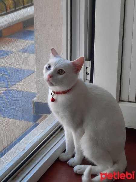 Scottish Fold, Kedi  Bulut fotoğrafı