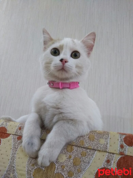 Tekir Kedi, Kedi  Umut fotoğrafı