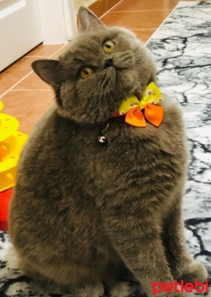British Longhair, Kedi  PASHAM fotoğrafı