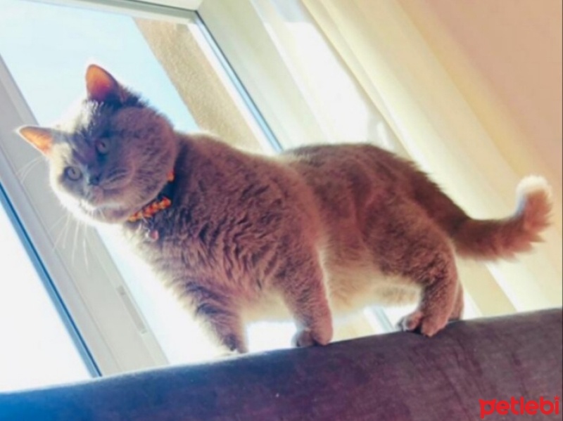 British Longhair, Kedi  PASHAM fotoğrafı