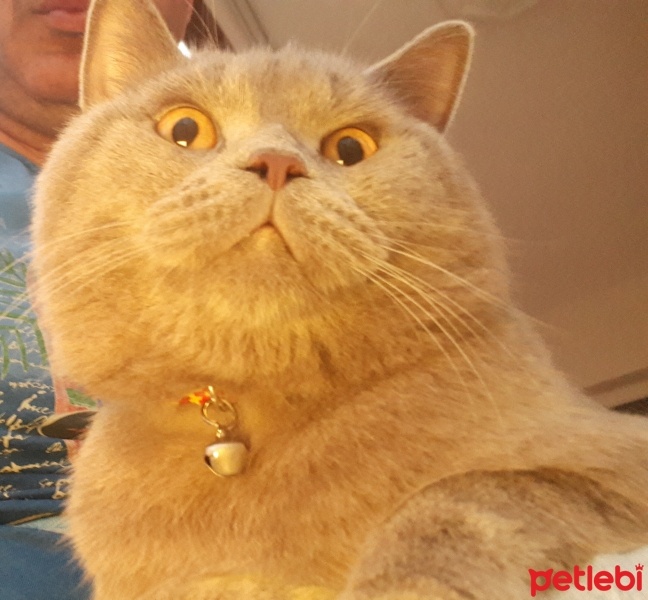 British Longhair, Kedi  PASHAM fotoğrafı
