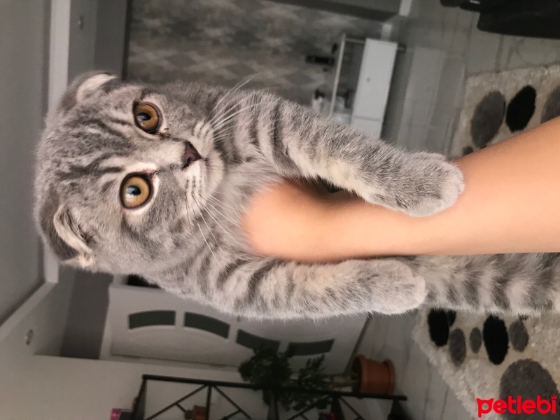 Scottish Fold, Kedi  Tosun fotoğrafı