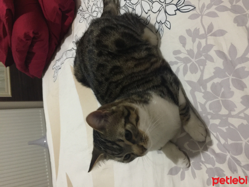 Tekir Kedi, Kedi  Kaşmer fotoğrafı