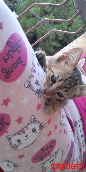 Tekir Kedi, Kedi  Minnoş fotoğrafı