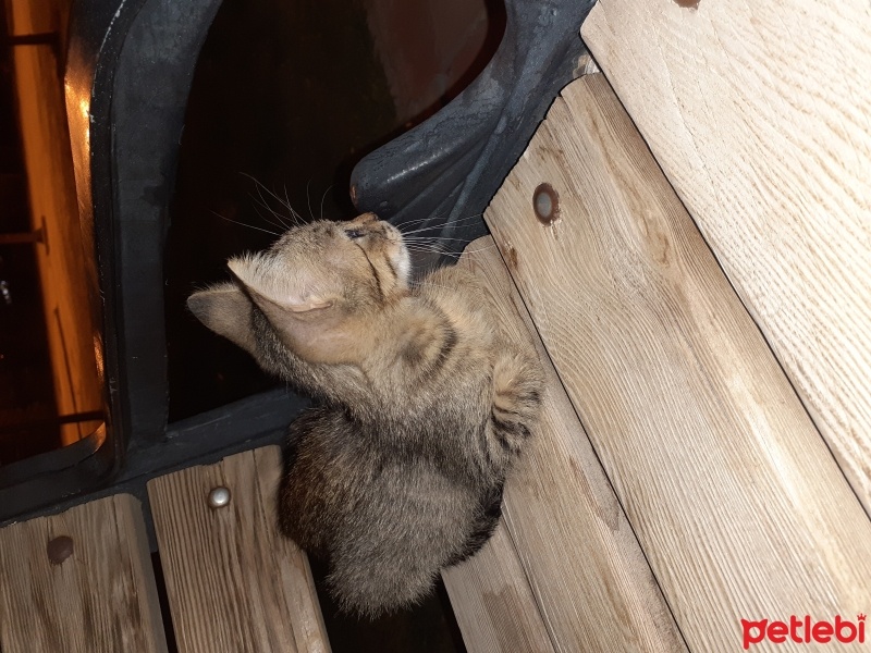 Tekir Kedi, Kedi  Minnoş fotoğrafı
