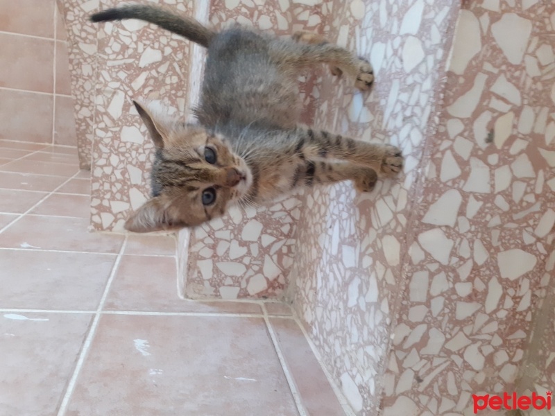 Tekir Kedi, Kedi  Minnoş fotoğrafı