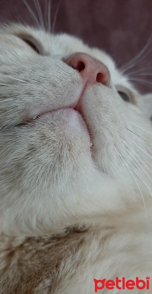 British Shorthair, Kedi  Karamel fotoğrafı