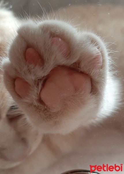 British Shorthair, Kedi  Karamel fotoğrafı