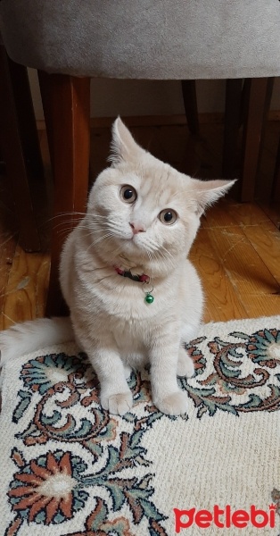 British Shorthair, Kedi  Karamel fotoğrafı