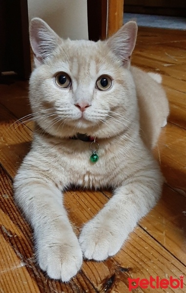 British Shorthair, Kedi  Karamel fotoğrafı