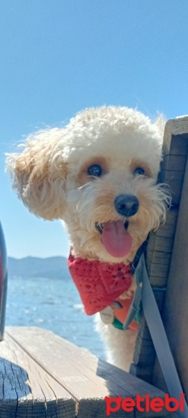 Poodle (Minyatür Kaniş), Köpek  Petite fotoğrafı