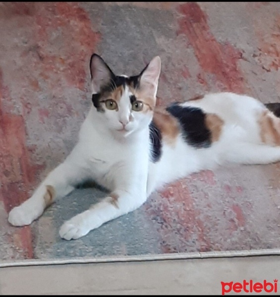 Tekir Kedi, Kedi  Miyav fotoğrafı