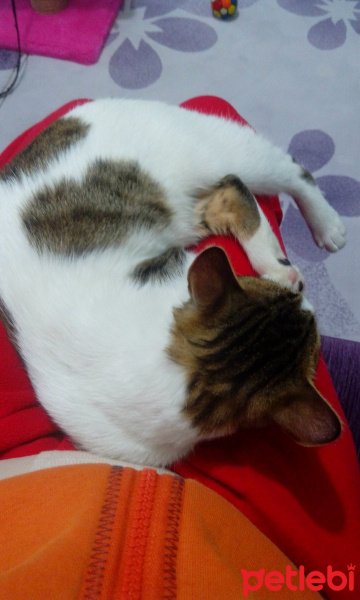 Tekir Kedi, Kedi  Köpük fotoğrafı