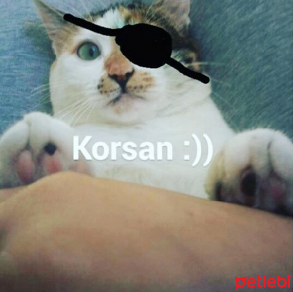 Tekir Kedi, Kedi  Korsan fotoğrafı