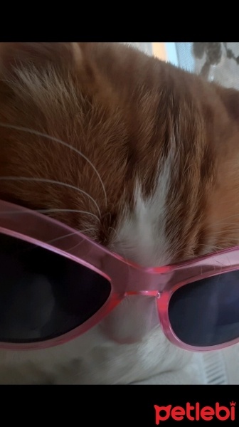 Tekir Kedi, Kedi  Karamel fotoğrafı