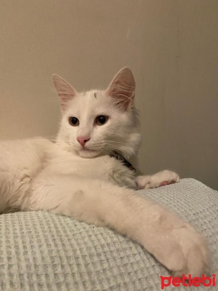 Tekir Kedi, Kedi  Şakir fotoğrafı