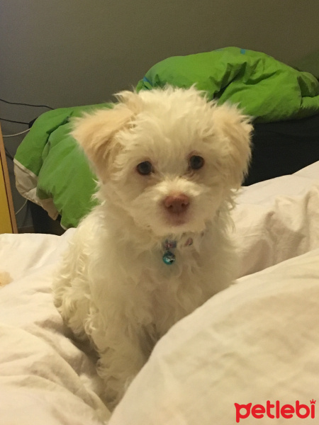 Maltese, Köpek  süt fotoğrafı