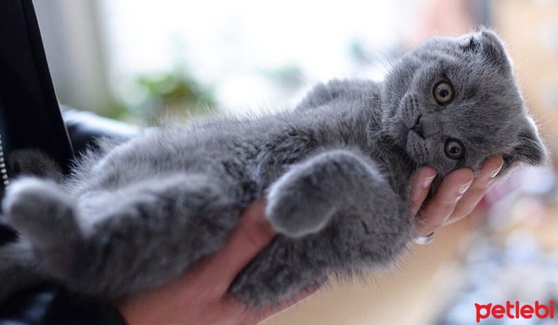 Scottish Fold, Kedi  Bay scot fotoğrafı