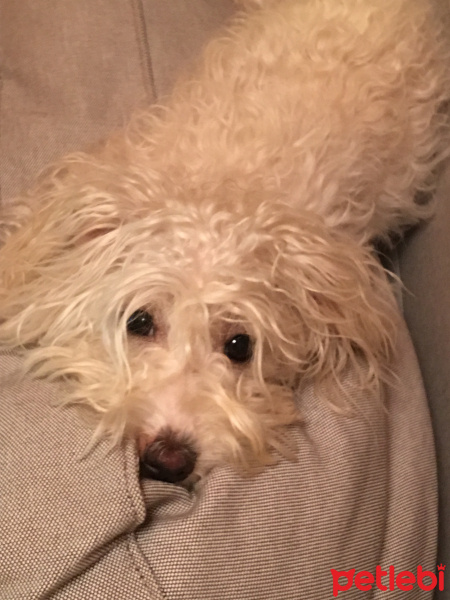 Maltese, Köpek  kek fotoğrafı