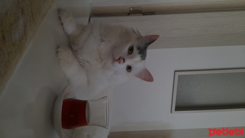 Ankara Kedisi, Kedi  Rambo fotoğrafı