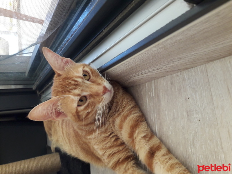 Sarman, Kedi  Minnoş fotoğrafı