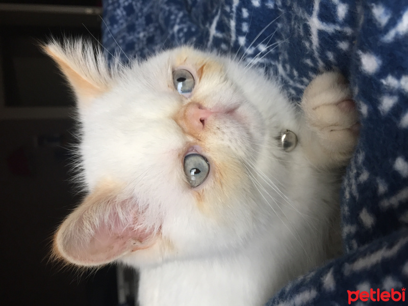 Exotic Shorthair, Kedi  çarli fotoğrafı