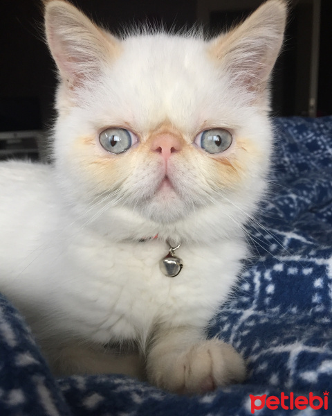 Exotic Shorthair, Kedi  çarli fotoğrafı