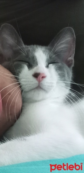 Brazilian Shorthair, Kedi  Suşi fotoğrafı