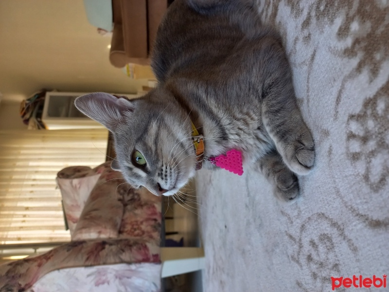 Tekir Kedi, Kedi  Sushi fotoğrafı