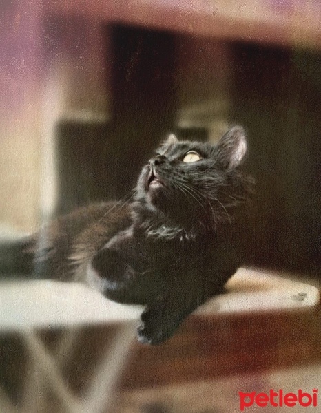 Bombay, Kedi  Gölge fotoğrafı