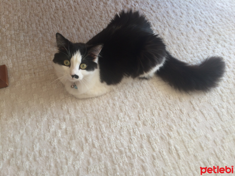 York Chocolate, Kedi  Topik fotoğrafı