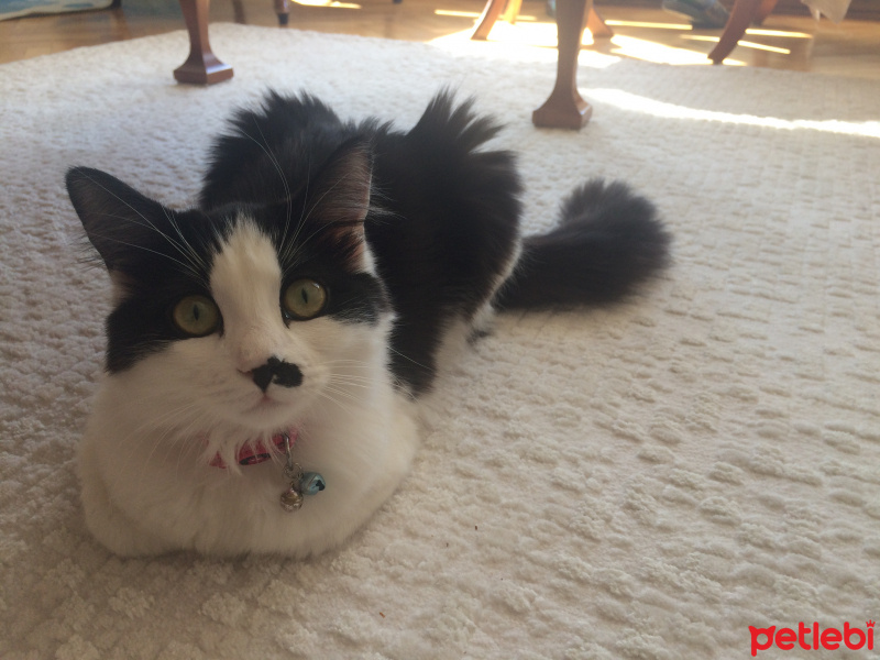 York Chocolate, Kedi  Topik fotoğrafı