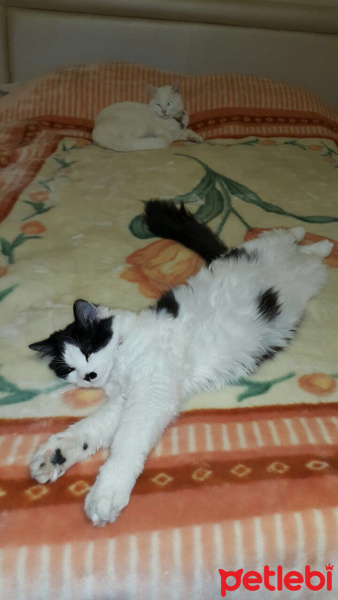 York Chocolate, Kedi  Topik fotoğrafı