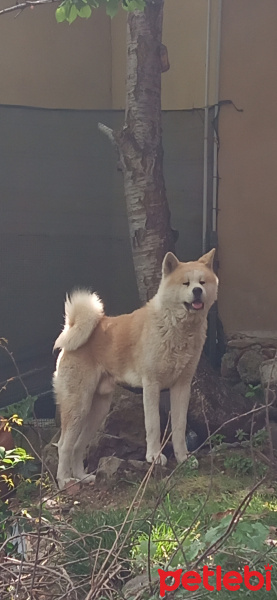 Akita İnu, Köpek  Dost fotoğrafı
