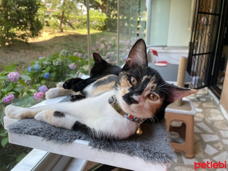 Tekir Kedi, Kedi  Toprak fotoğrafı