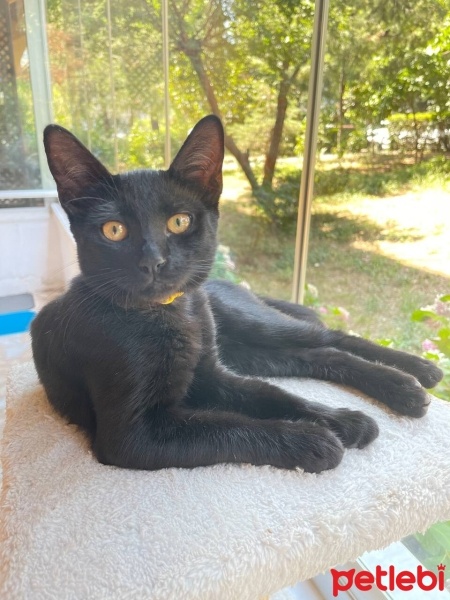 Tekir Kedi, Kedi  Aykız fotoğrafı
