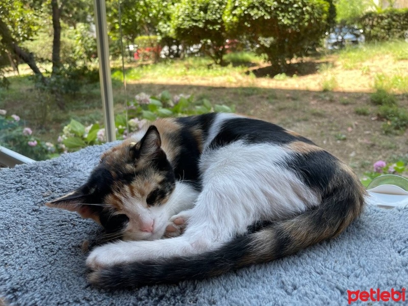Tekir Kedi, Kedi  Yağmur fotoğrafı
