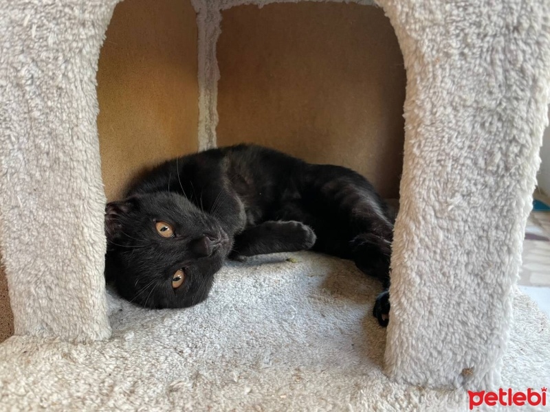 Tekir Kedi, Kedi  Karaoğlan fotoğrafı