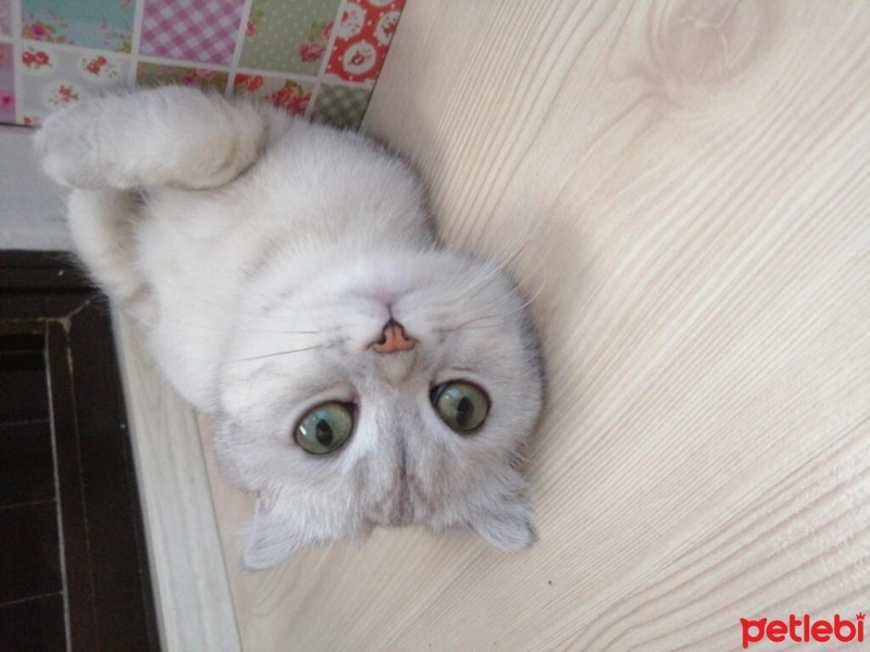 Scottish Fold, Kedi  Luna fotoğrafı
