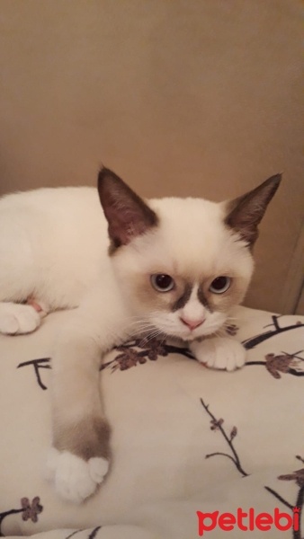 Scottish Fold, Kedi  Pamuk fotoğrafı