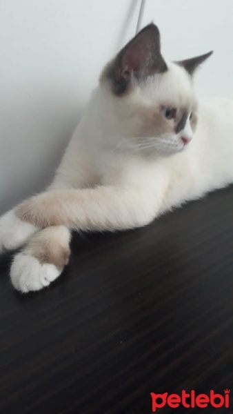 Scottish Fold, Kedi  Pamuk fotoğrafı