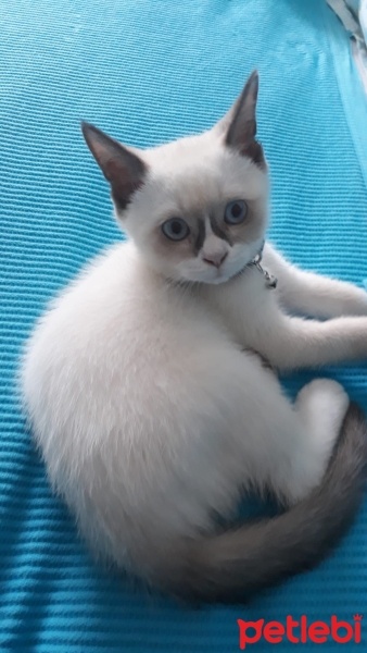 Scottish Fold, Kedi  Pamuk fotoğrafı