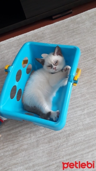 Scottish Fold, Kedi  Pamuk fotoğrafı
