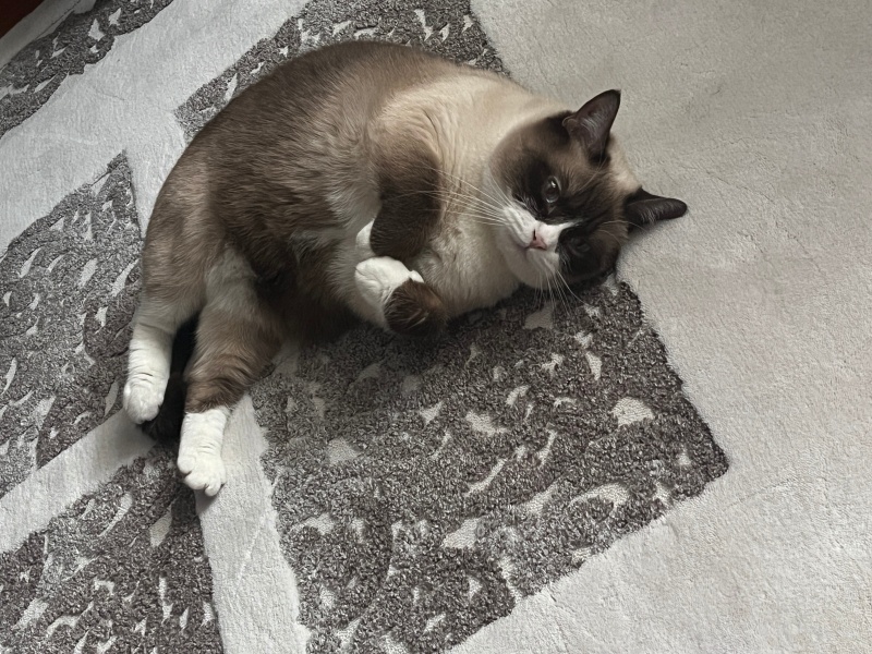 Scottish Fold, Kedi  Pamuk fotoğrafı