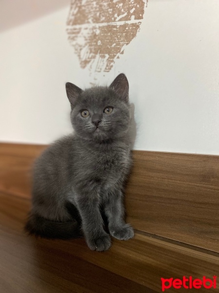 Mavi Rus, Kedi  Pati fotoğrafı