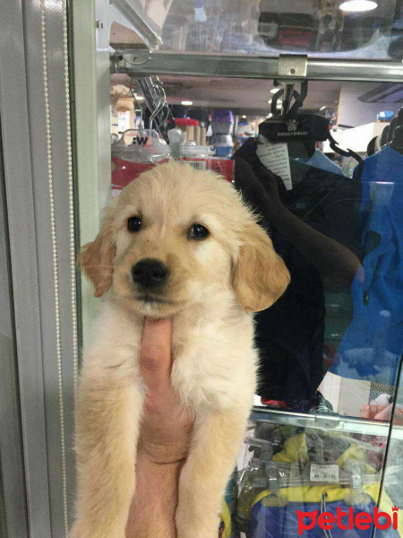 Golden Retriever, Köpek  Daisy fotoğrafı