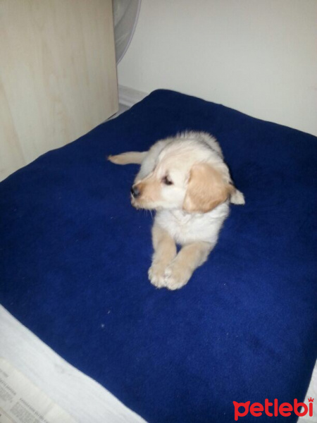 Golden Retriever, Köpek  Daisy fotoğrafı