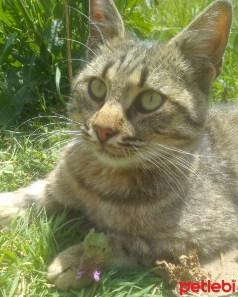 Tekir Kedi, Kedi  Efe fotoğrafı