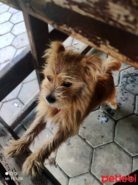 Welsh Terrier, Köpek  Fifi fotoğrafı